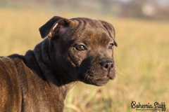 Cheery Chucky Domidar Dogs