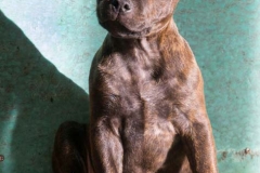 Cheery Chucky Domidar Dogs