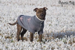 Cheery Chucky Domidar Dogs