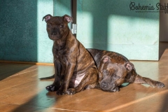 Cheery Chucky Domidar Dogs, Arven Bohemia Staff
