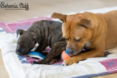 Cheery Chucky Domidar Dogs, Golden Ive Bee-Master
