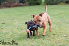 Cheery Chucky Domidar Dogs, Golden Ive Bee-Master