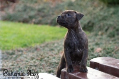 Cheery Chucky Domidar Dogs