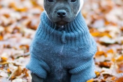 Cheery Chucky Domidar Dogs