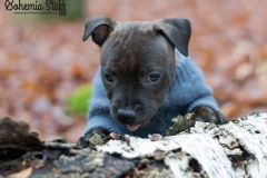 Cheery Chucky Domidar Dogs