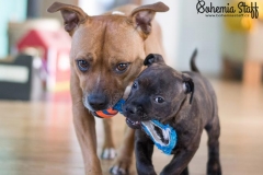 Cheery Chucky Domidar Dogs, Golden Ive Bee-Master