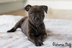 Cheery Chucky Domidar Dogs