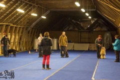 Arven Bohemia Staff obedience