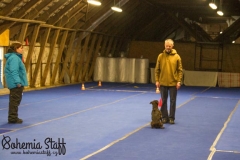 Arven Bohemia Staff obedience