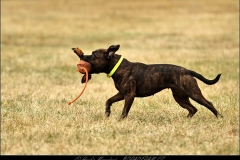 Staffbull Speciál – ukázka výcviku