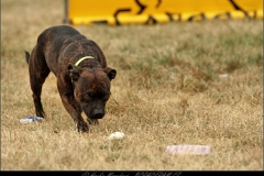 Staffbull Speciál – ukázka výcviku
