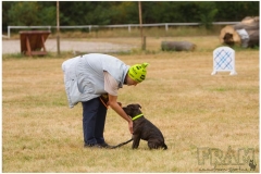 Výcvik psa - Arven Bohemia Staff
