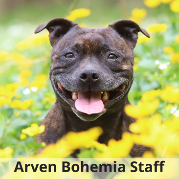 Arven_Bohemia_Staff_ZV