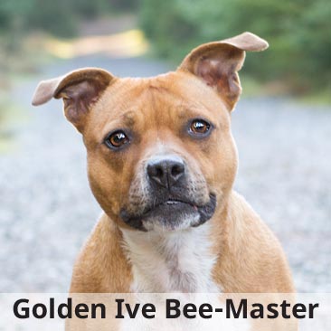 Golden Ive Bee-Master