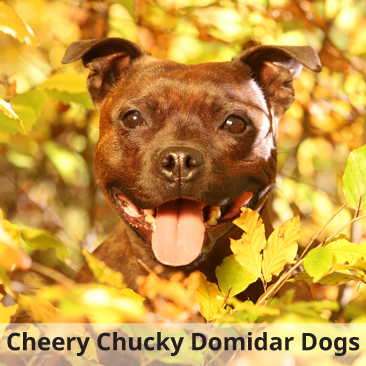 Cheery_Chucky_Domidar_Dogs_ZV