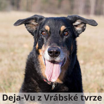 beauceron