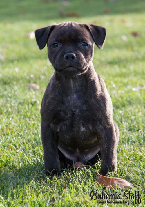 Cheery Chucky Domidar Dogs