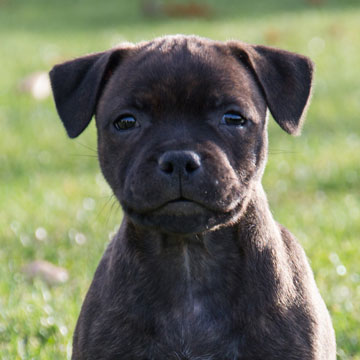 Cheery Chucky Domidar Dogs