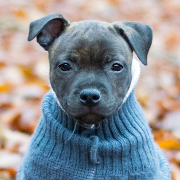 Cheery Chucky Domidar Dogs