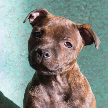 Cheery Chucky Domidar Dogs